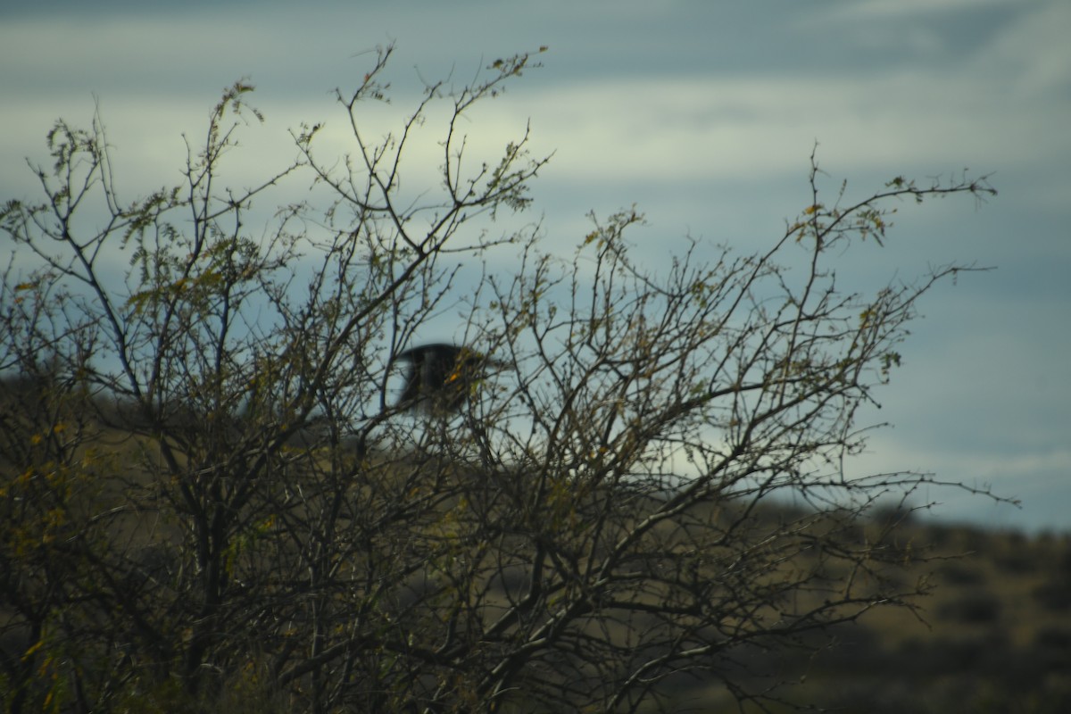 עורב שחור - ML647647420
