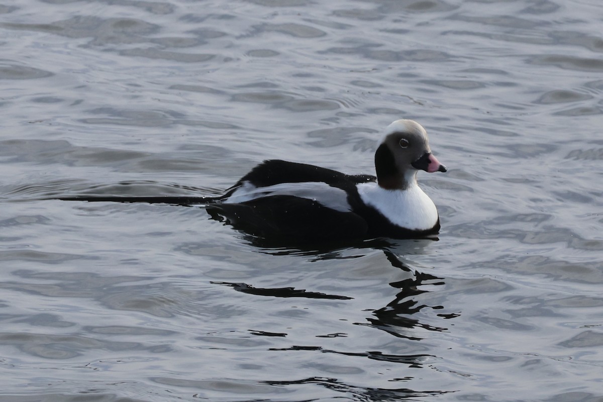 Telkuyruk - ML647647422