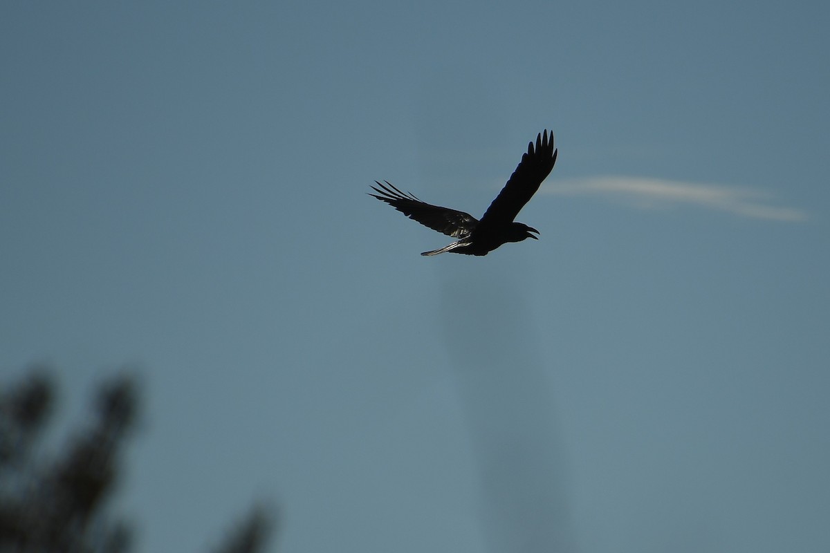 עורב שחור - ML647647423
