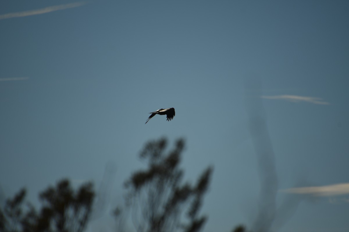 עורב שחור - ML647647424