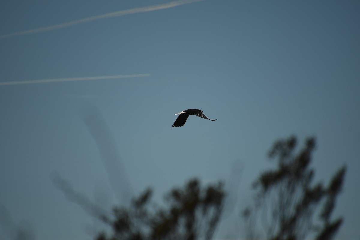 עורב שחור - ML647647425