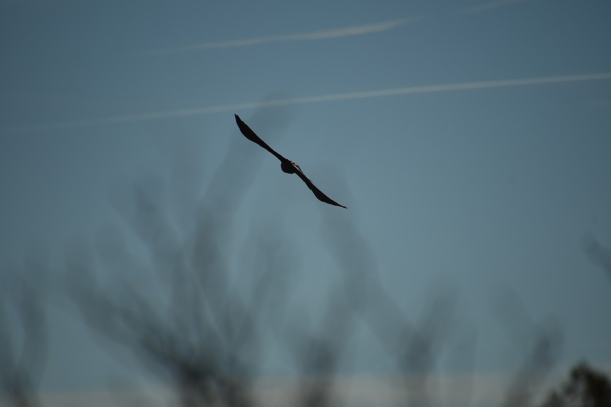 עורב שחור - ML647647426