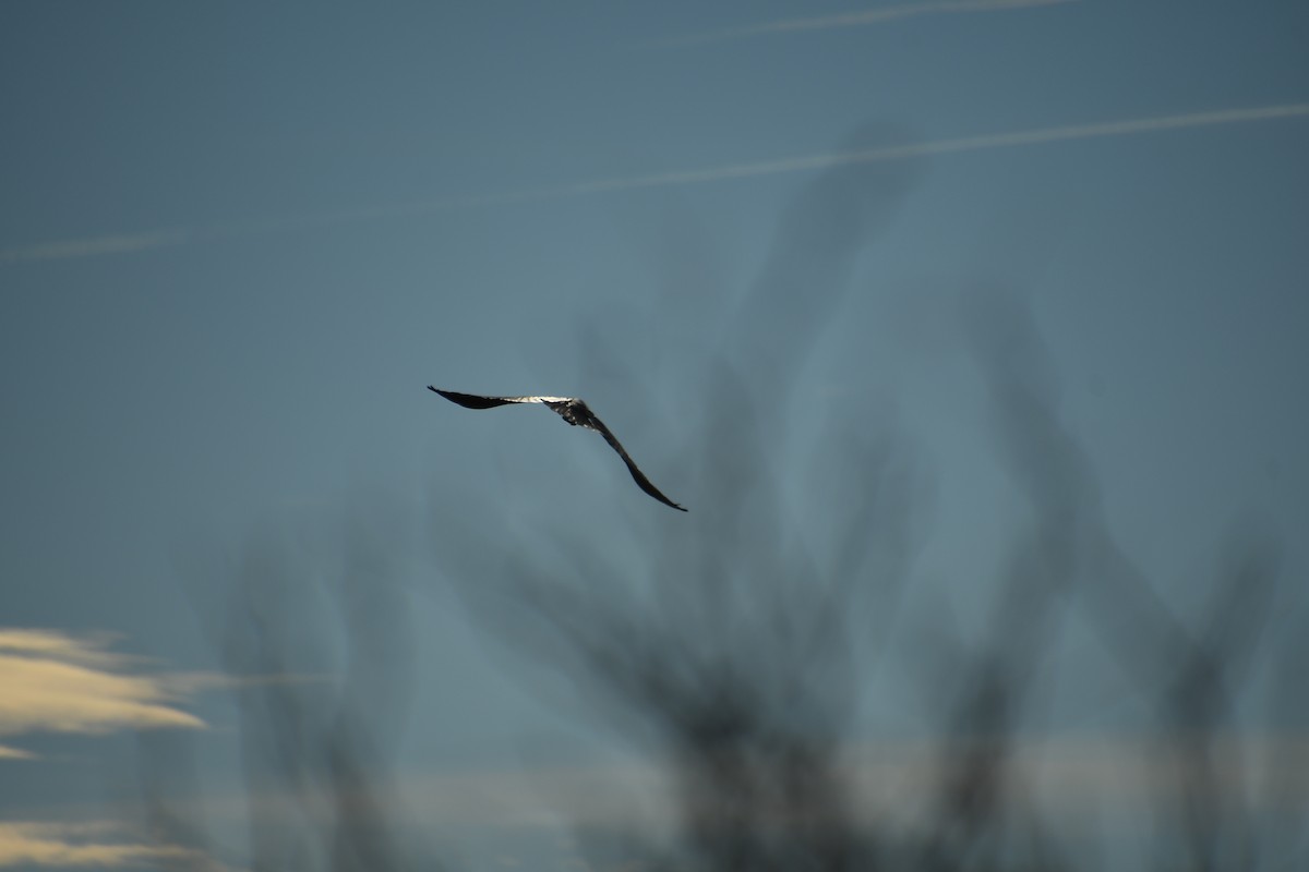 עורב שחור - ML647647427