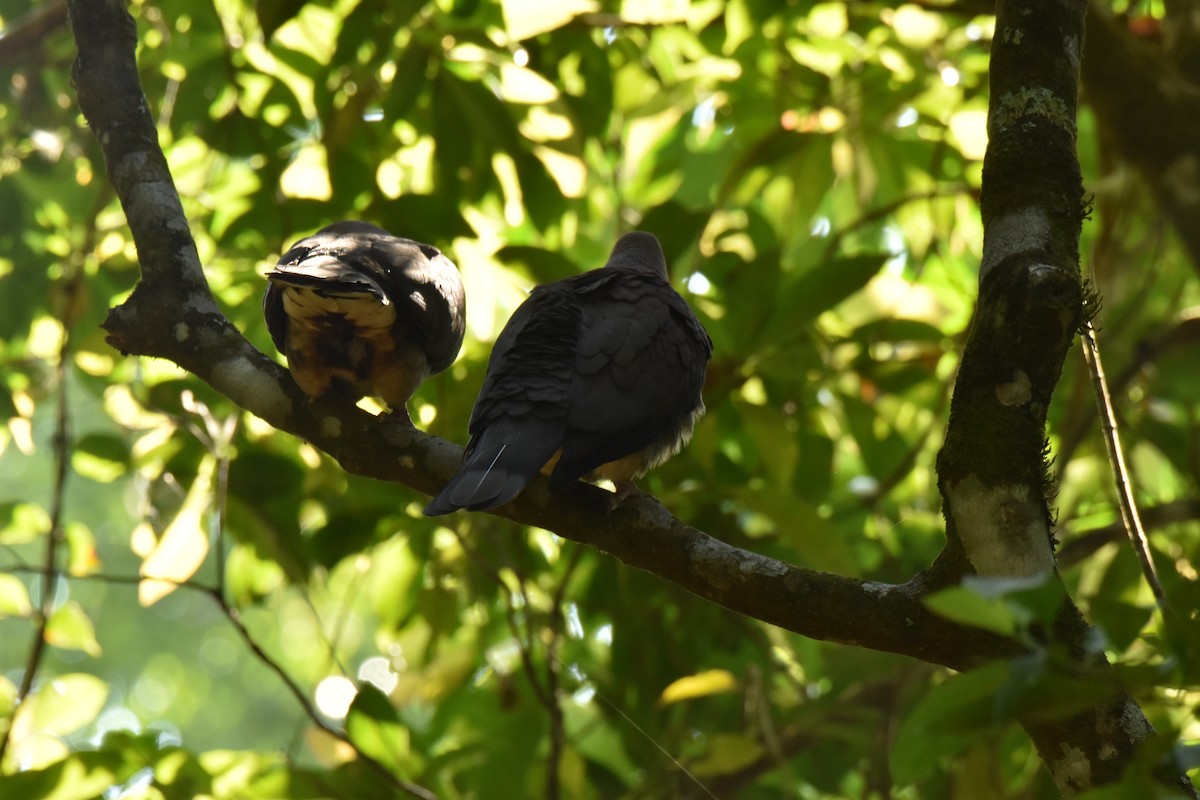 Dağ Has Güvercini - ML647647429