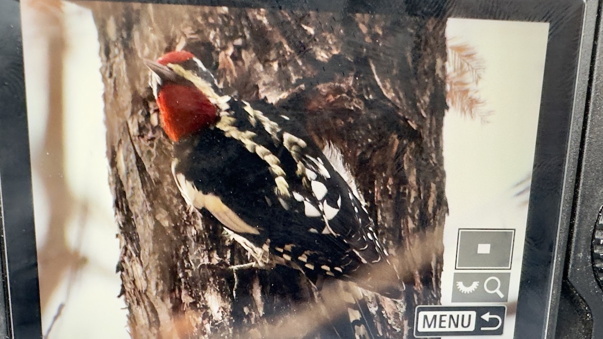 Red-naped Sapsucker - ML647647430