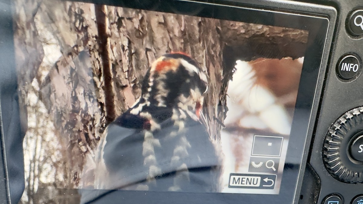 Red-naped Sapsucker - ML647647431