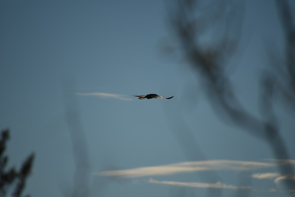 עורב שחור - ML647647435