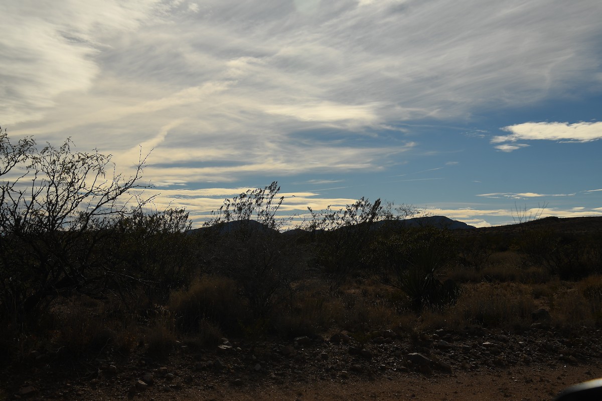 עורב שחור - ML647647436