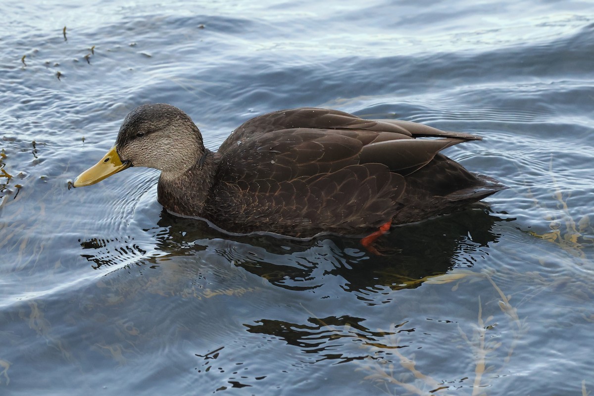 Esmer Ördek - ML647647459