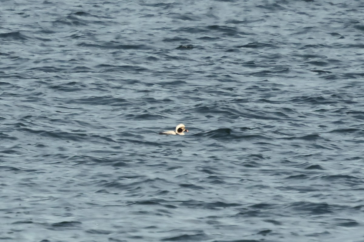 Telkuyruk - ML647647468