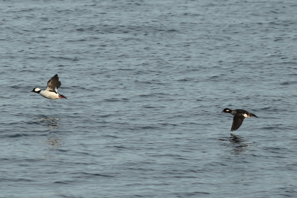 Ak Yanaklı Ördek - ML647647475