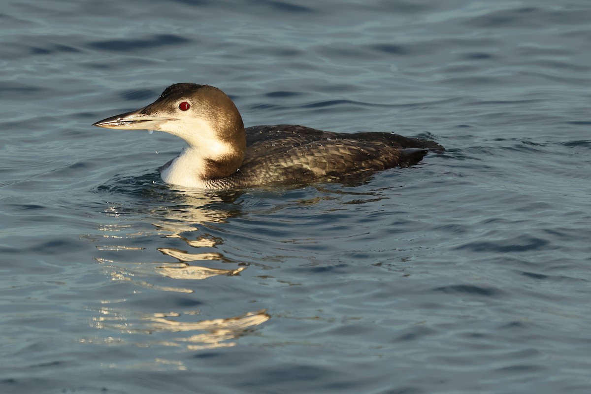 Buz Dalgıcı - ML647647479