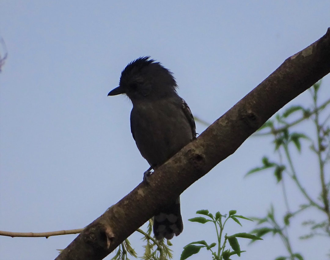 Variable Antshrike - ML647647488