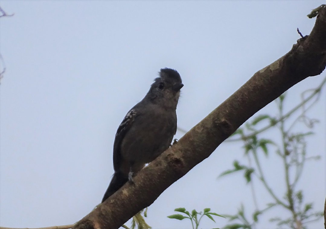 Variable Antshrike - ML647647489