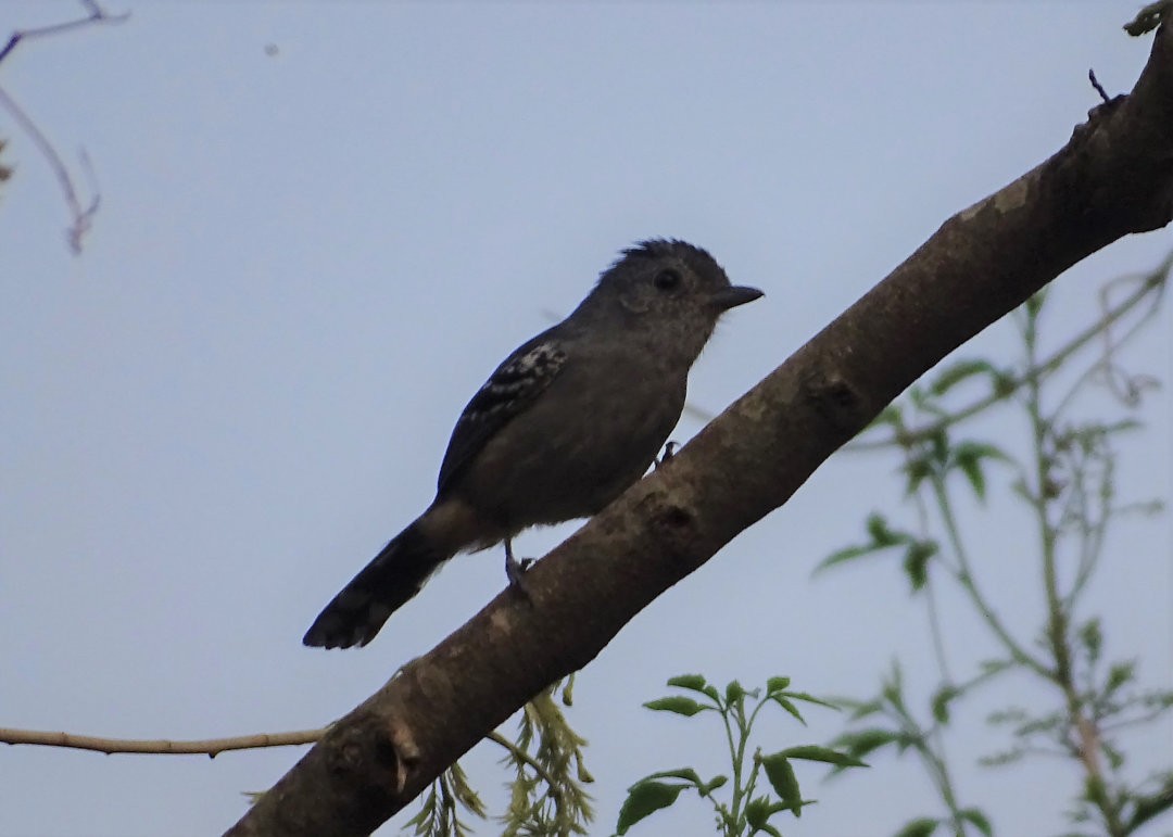 Variable Antshrike - ML647647490