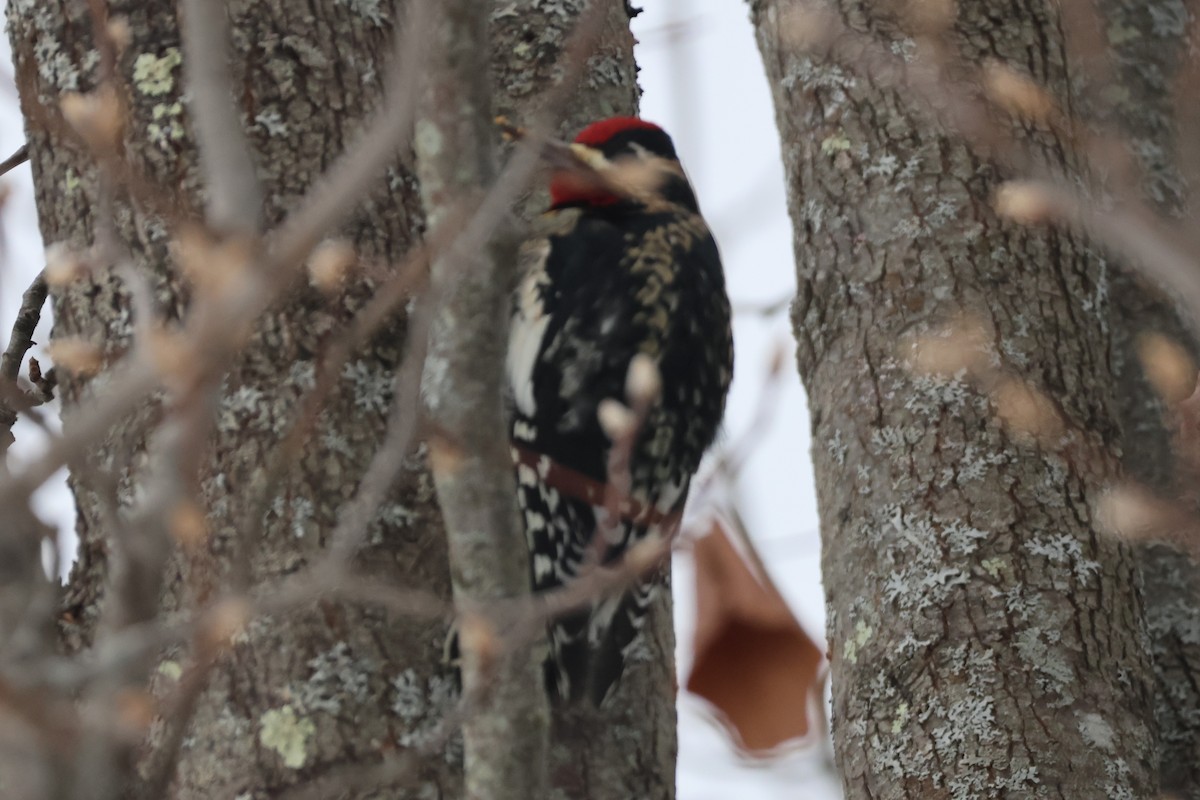 Yellow-bellied Sapsucker - ML647647507