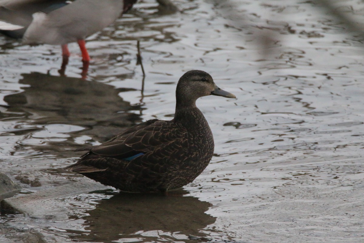 American Black Duck - ML647647509