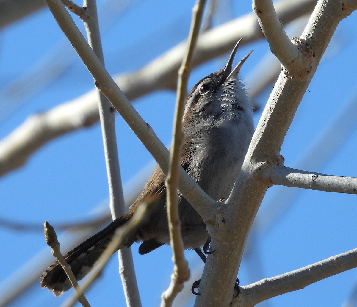 Bewick's Wren - ML647647524