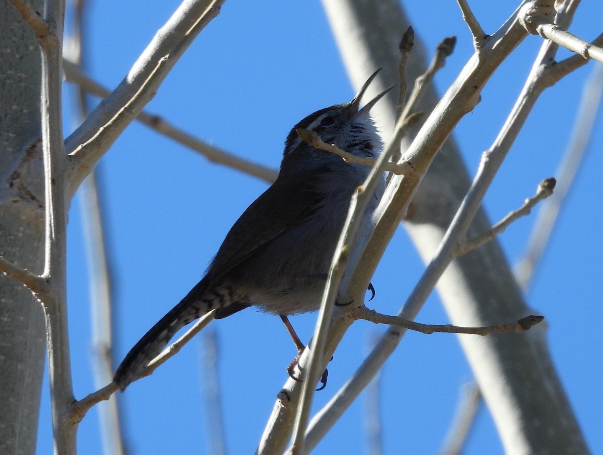 Bewick's Wren - ML647647525