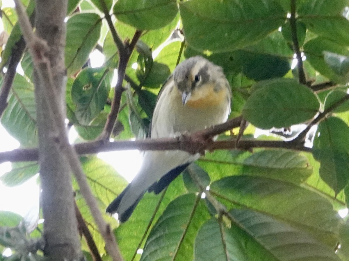 Blackburnian Warbler - ML647647526