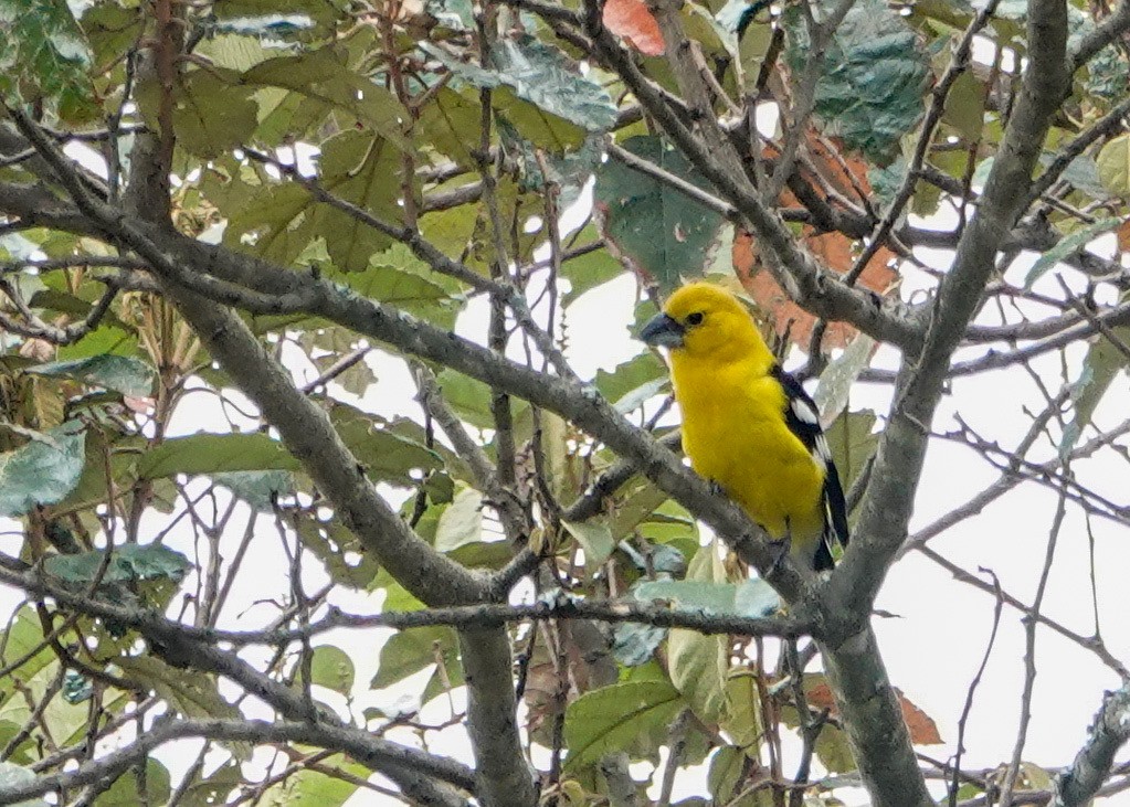 Golden Grosbeak - ML647647553