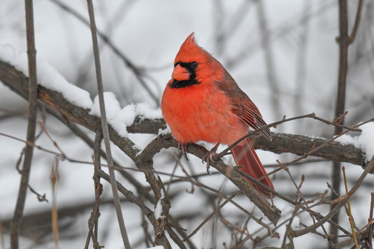 Cardinal rouge (groupe cardinalis) - ML647647557