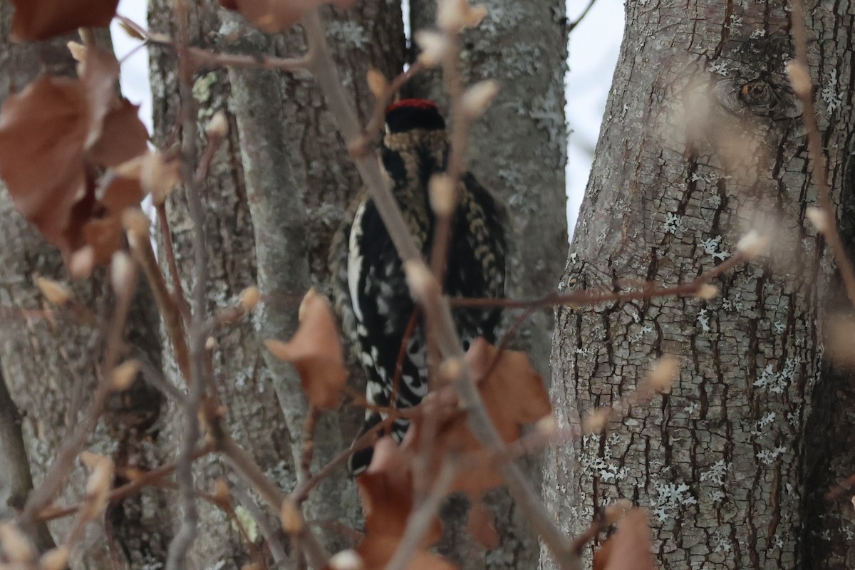 Yellow-bellied Sapsucker - ML647647563