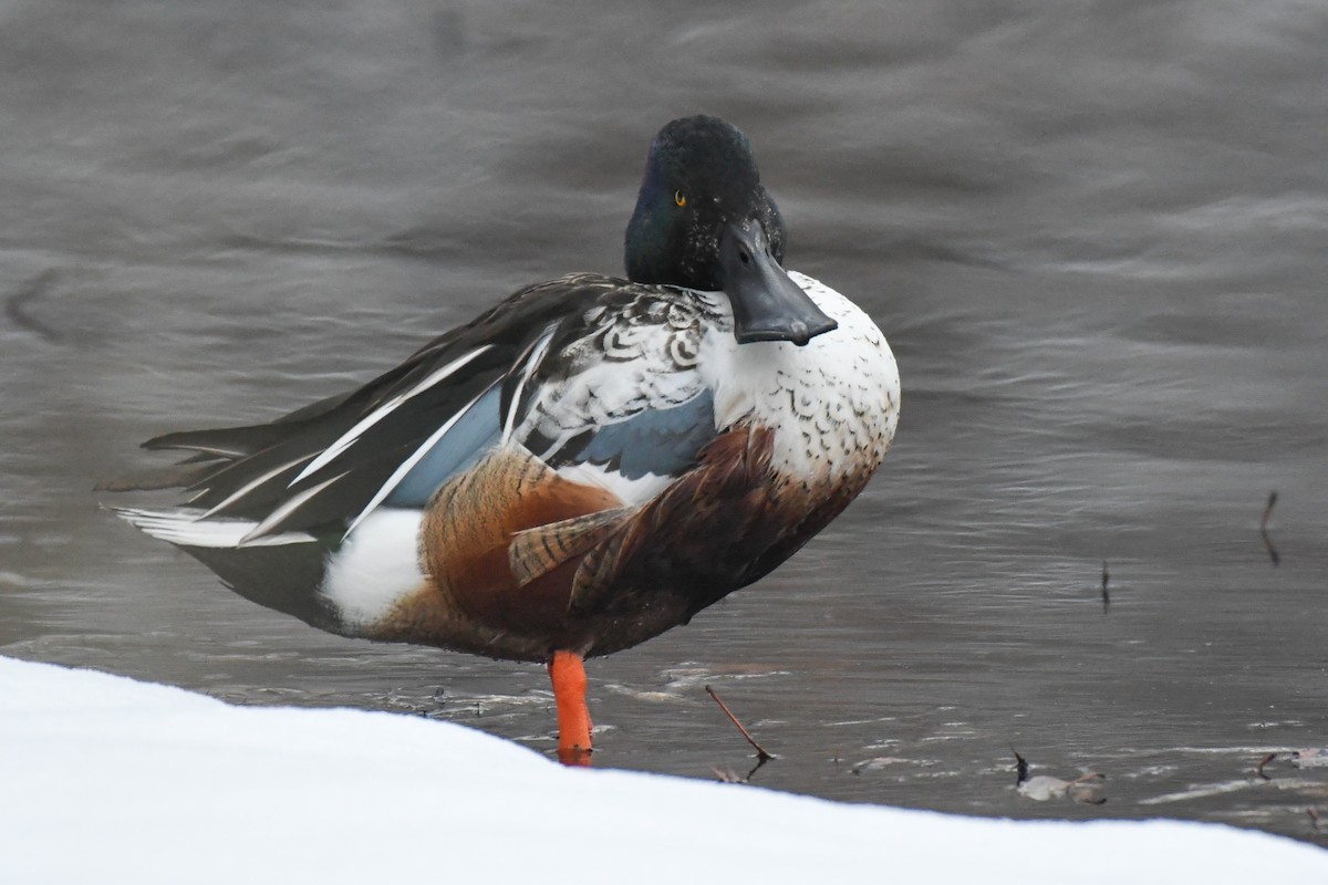 Canard souchet - ML647647572