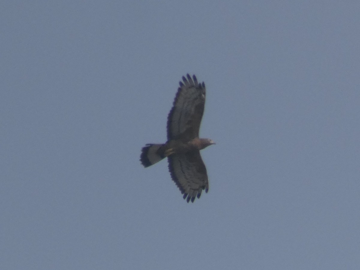 Oriental Honey-buzzard - ML647647573