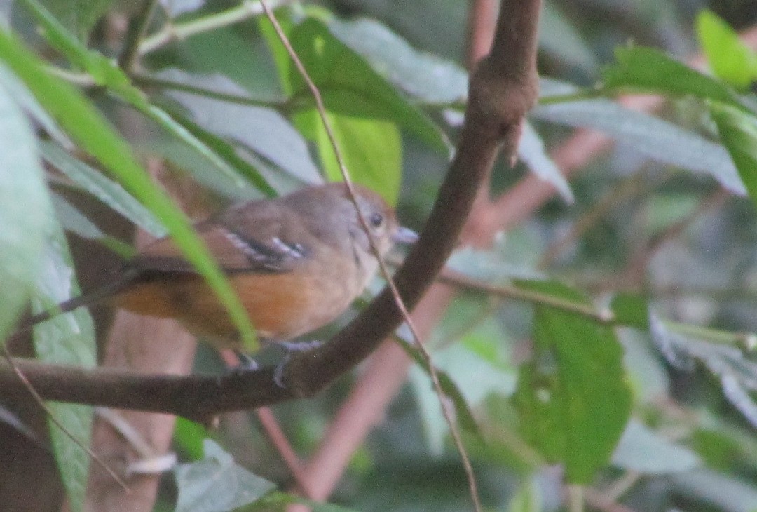 Variable Antshrike - ML647647579