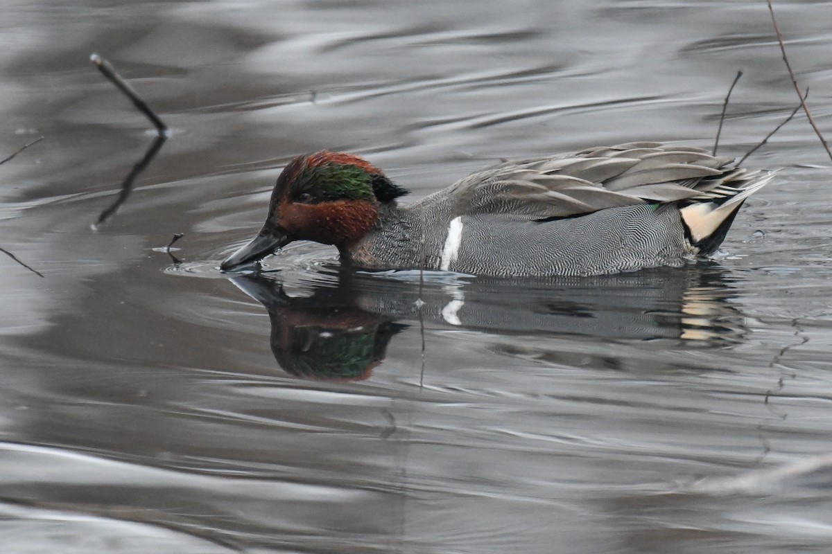 Sarcelle d'hiver (carolinensis) - ML647647582