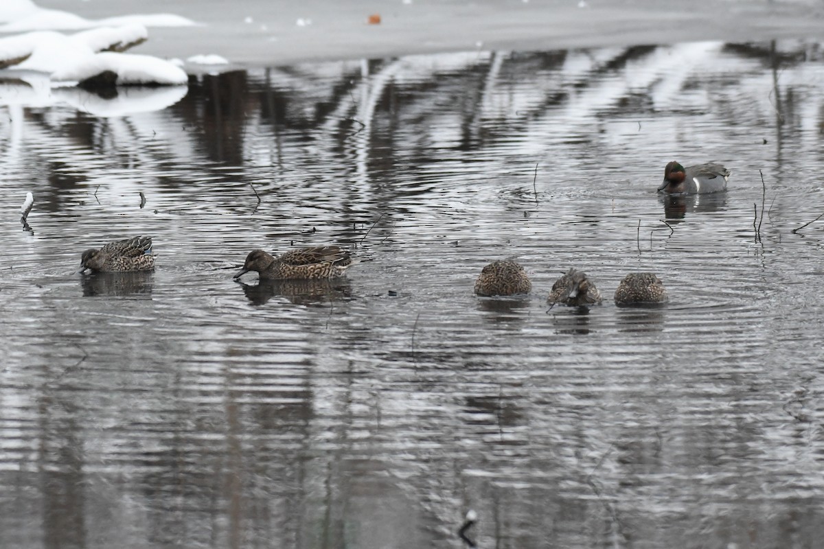 Sarcelle d'hiver (carolinensis) - ML647647583