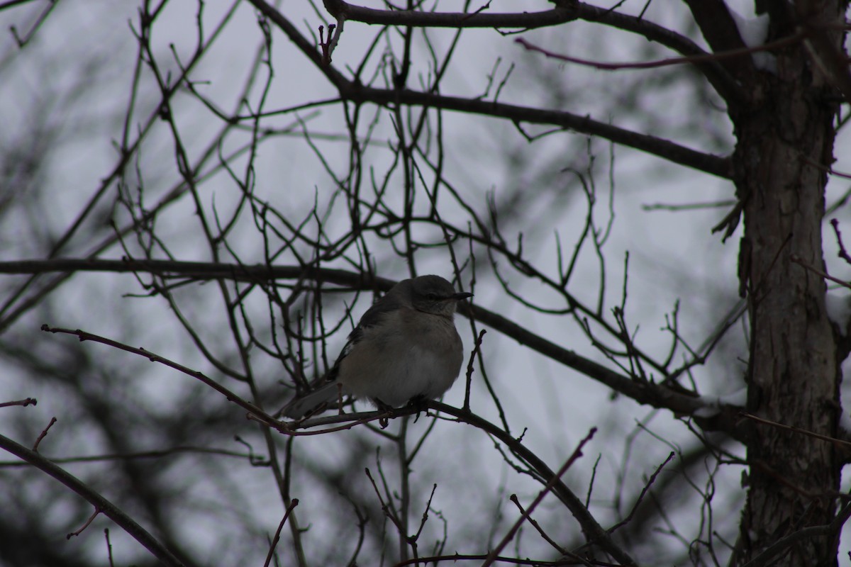 Northern Mockingbird - ML647647589