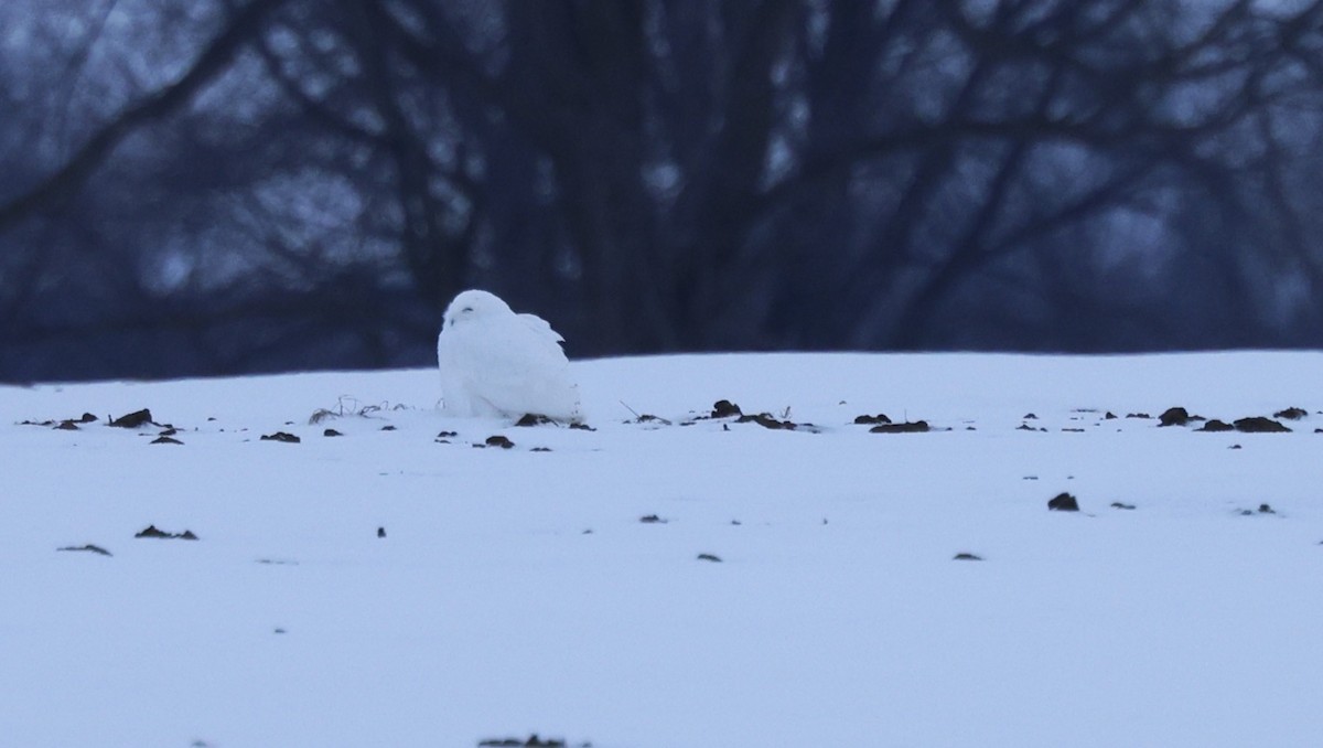 Snowy Owl - ML647647596