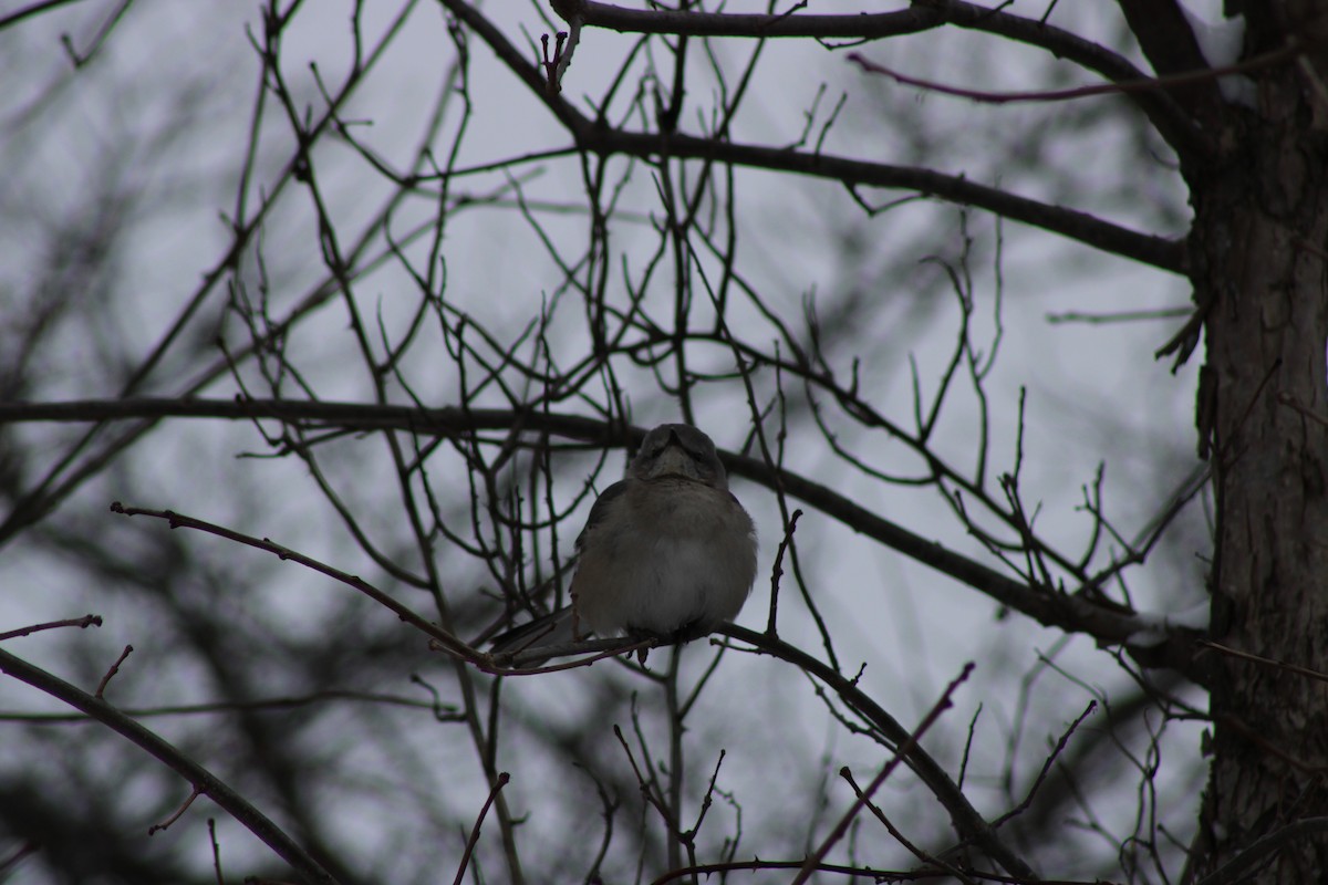 Northern Mockingbird - ML647647604