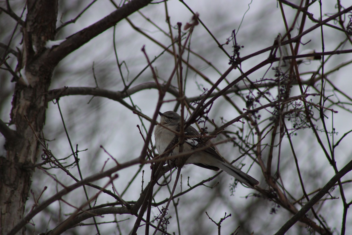 Northern Mockingbird - ML647647605