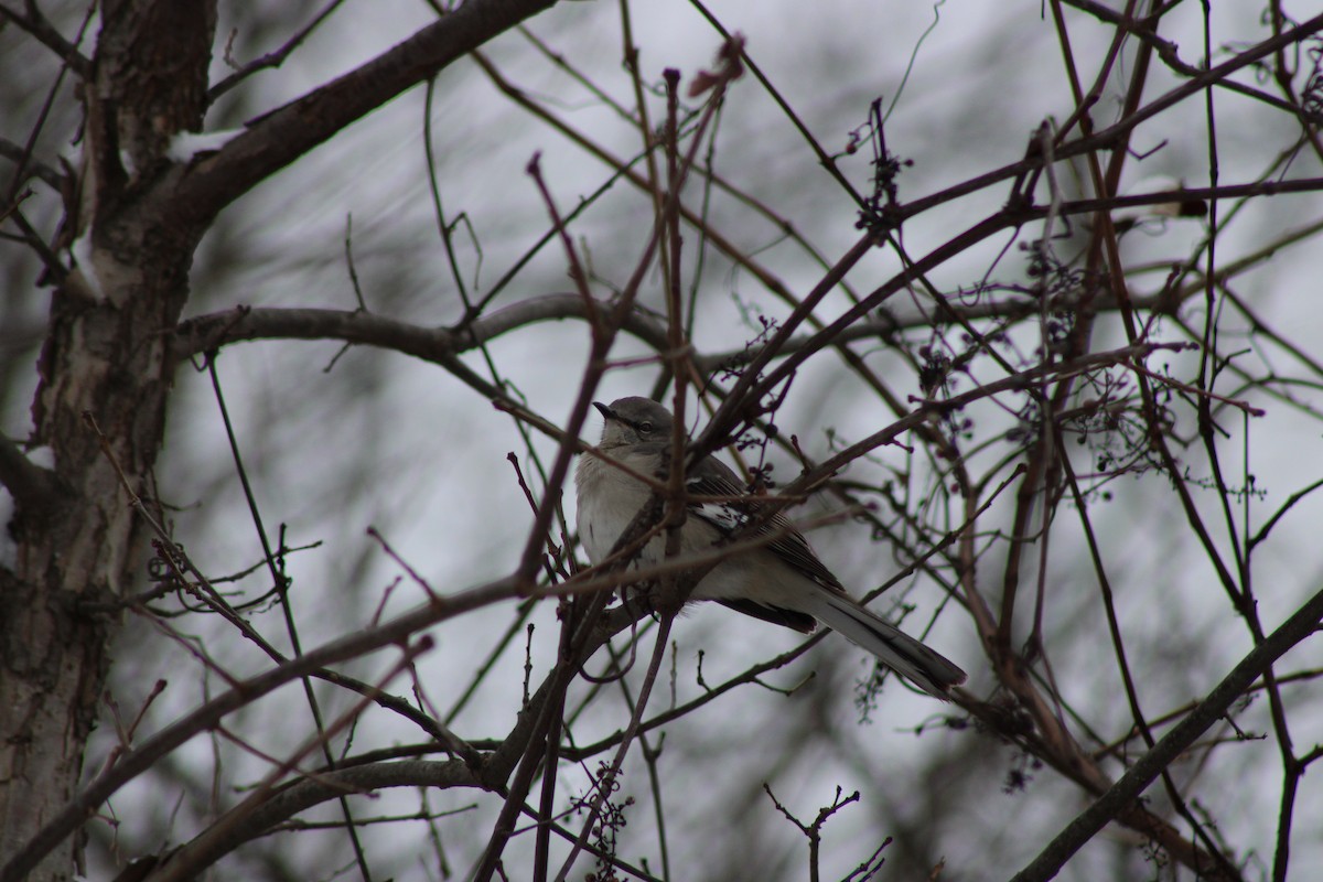 Northern Mockingbird - ML647647606