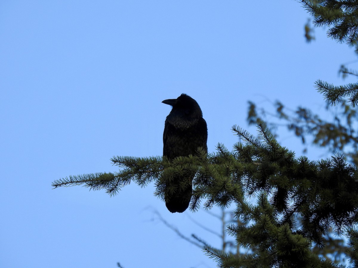 עורב שחור - ML647647619