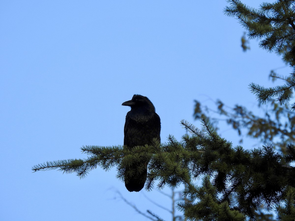 עורב שחור - ML647647628