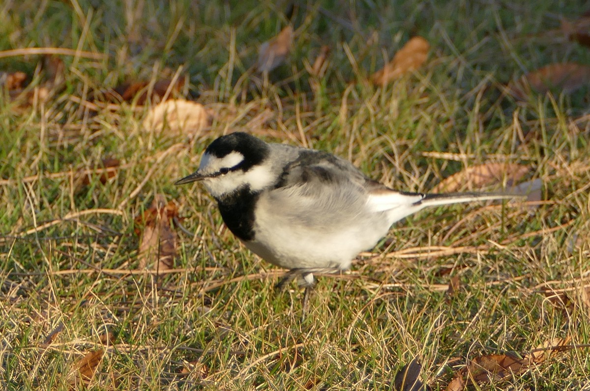 Плиска біла - ML647647631