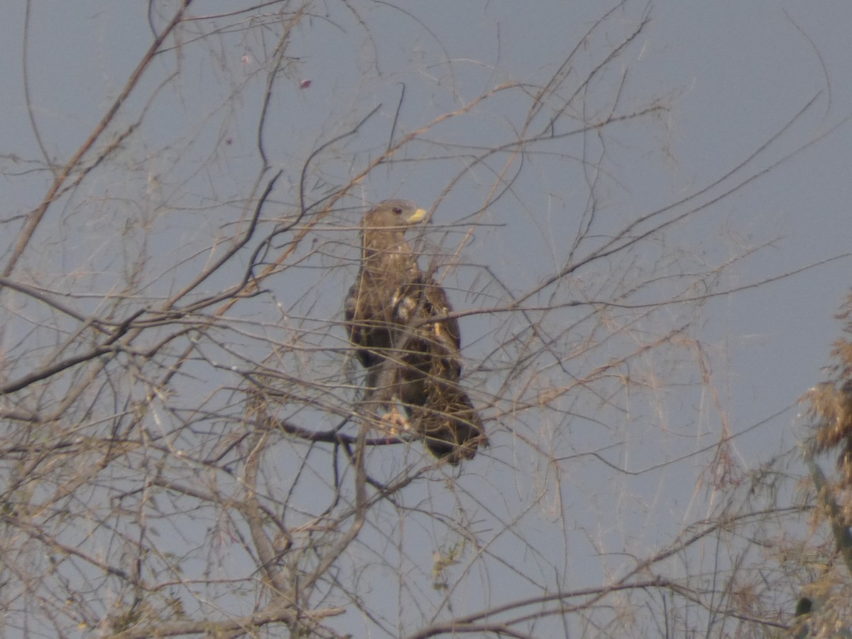 Oriental Honey-buzzard - ML647647653