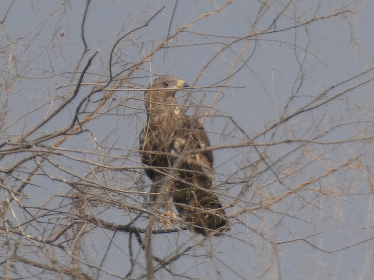 Oriental Honey-buzzard - ML647647654