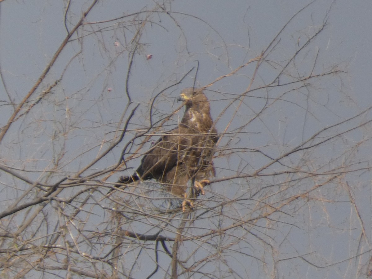 Oriental Honey-buzzard - ML647647655