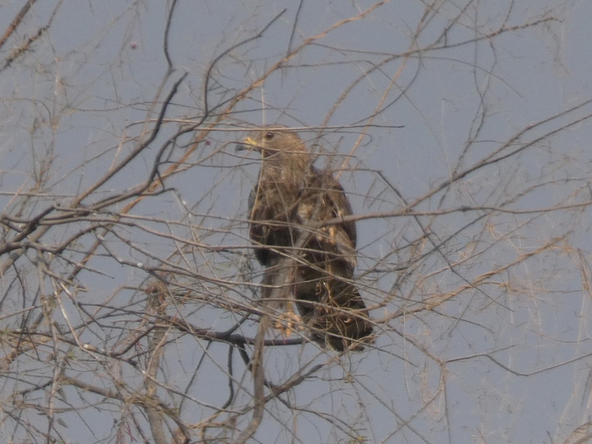 Oriental Honey-buzzard - ML647647656
