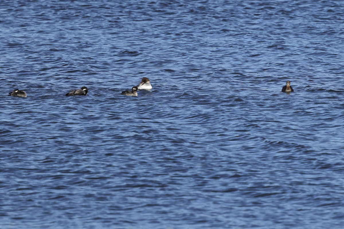 Murgilari islandiarra - ML647647657