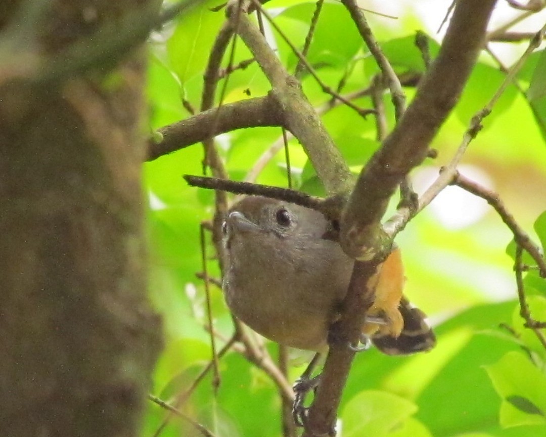 Variable Antshrike - ML647647665