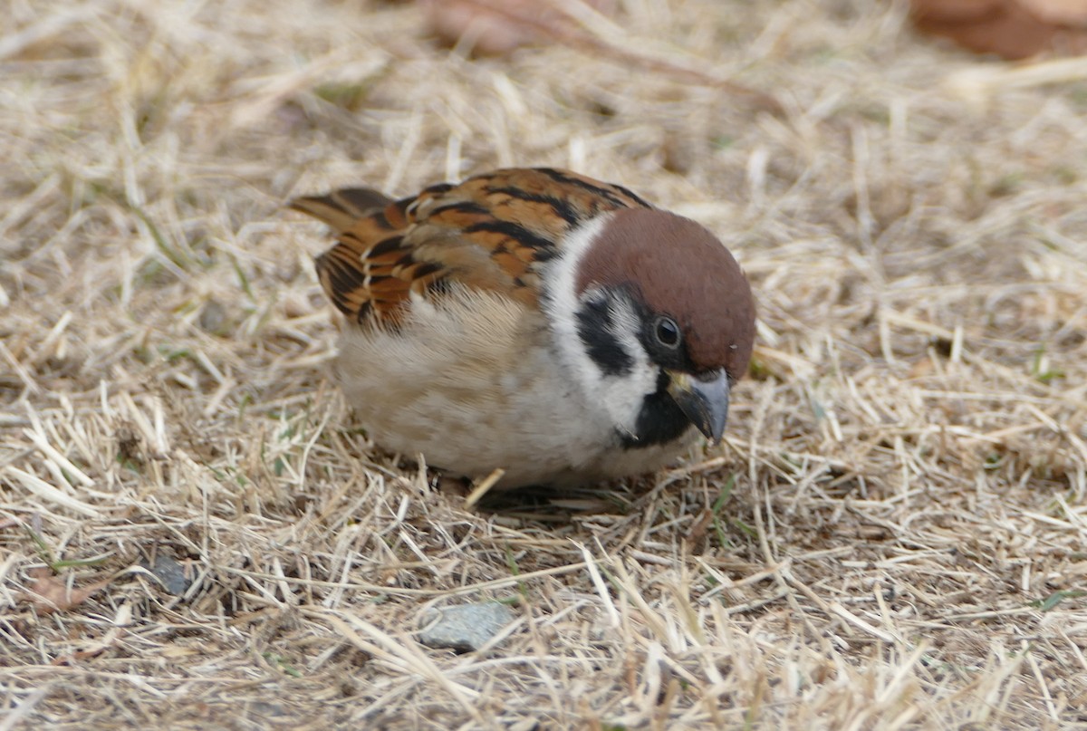 Горобець польовий - ML647647682