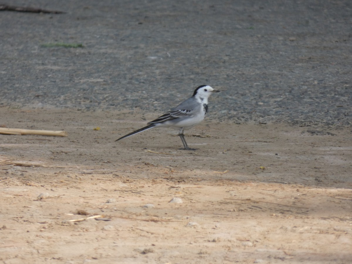 White Wagtail (White-faced/Transbaikalian) - ML647647683