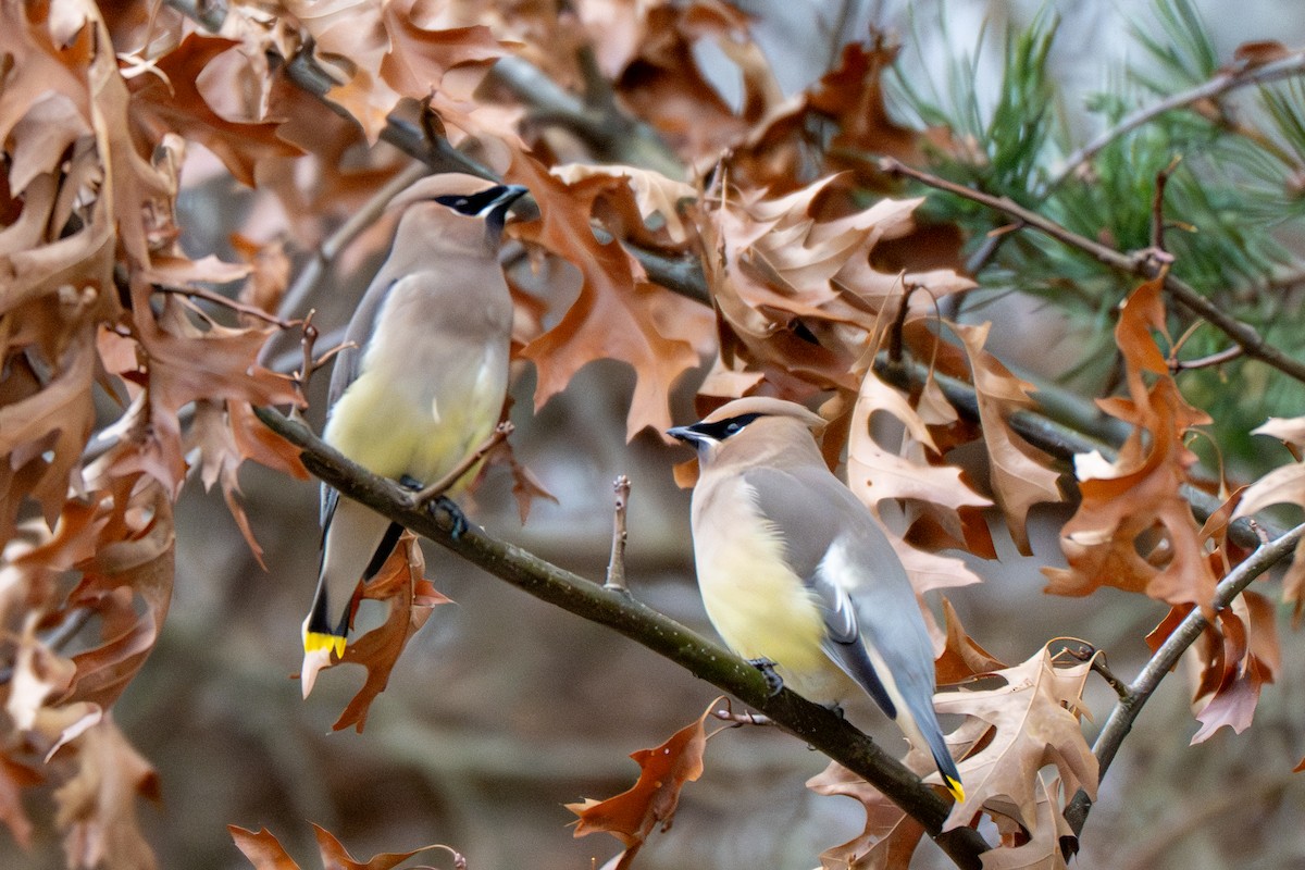 Ampelis Americano - ML647647695