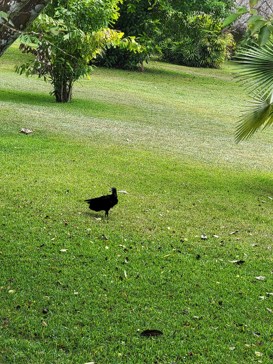 Zopilote Negro - ML647647699